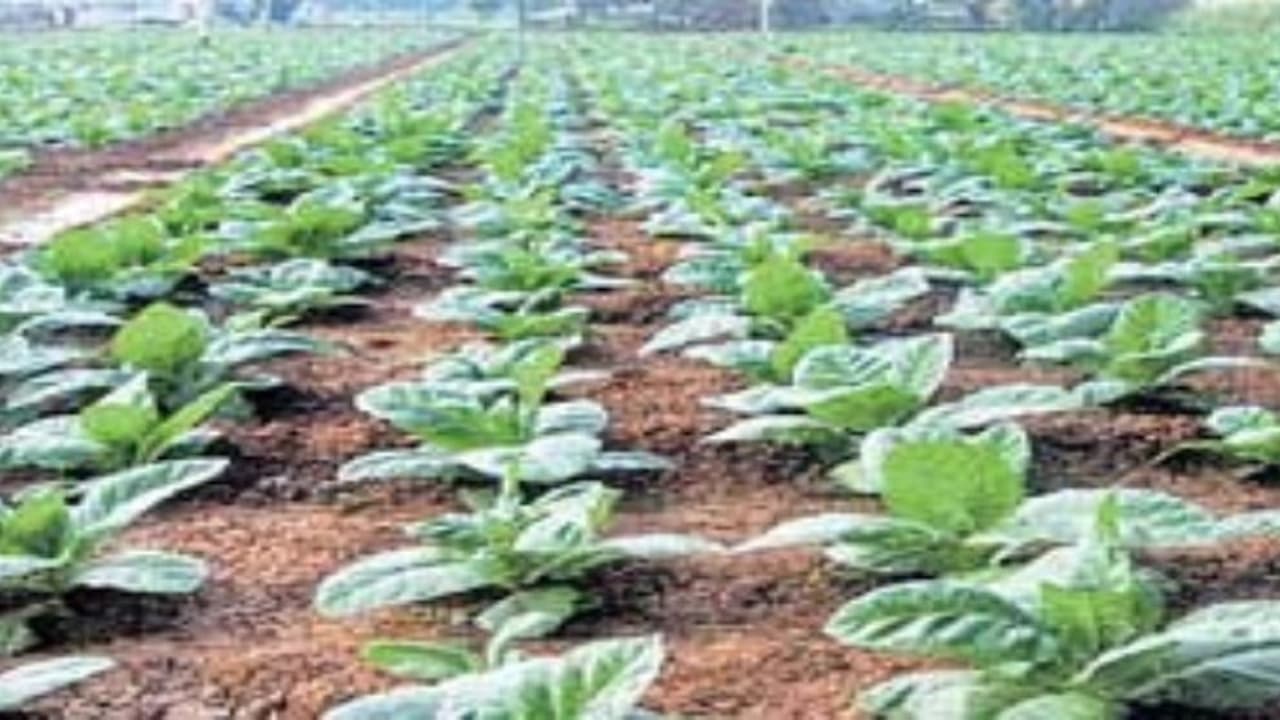 வாய்ப்புகையிலை அறுவடைக்குத் தயார் என்று கண்டுப்பிடிப்பது எப்படி? வாய்ப்புகையிலை அறுவடைக்குத் தயார் என்று கண்டுப்பிடிப்பது எப்படி?