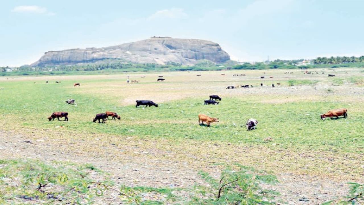 திண்டுக்கல்லில் ஒருசொட்டுத் தண்ணீர் கூட இல்லாமல் 13 குளங்கள்; எங்கு பார்த்தாலும் குப்பைதான்... திண்டுக்கல்லில் ஒருசொட்டுத் தண்ணீர் கூட இல்லாமல் 13 குளங்கள்; எங்கு பார்த்தாலும் குப்பைதான்...