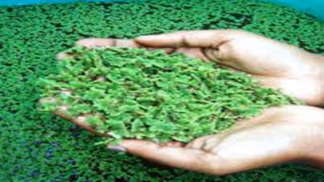 கால்நடை தீவனம் அசோலாவை வளர்ப்பது எப்படி? கால்நடைகளுக்கு எவ்வளவு கொடுக்கனும்? கால்நடை தீவனம் அசோலாவை வளர்ப்பது எப்படி? கால்நடைகளுக்கு எவ்வளவு கொடுக்கனும்?