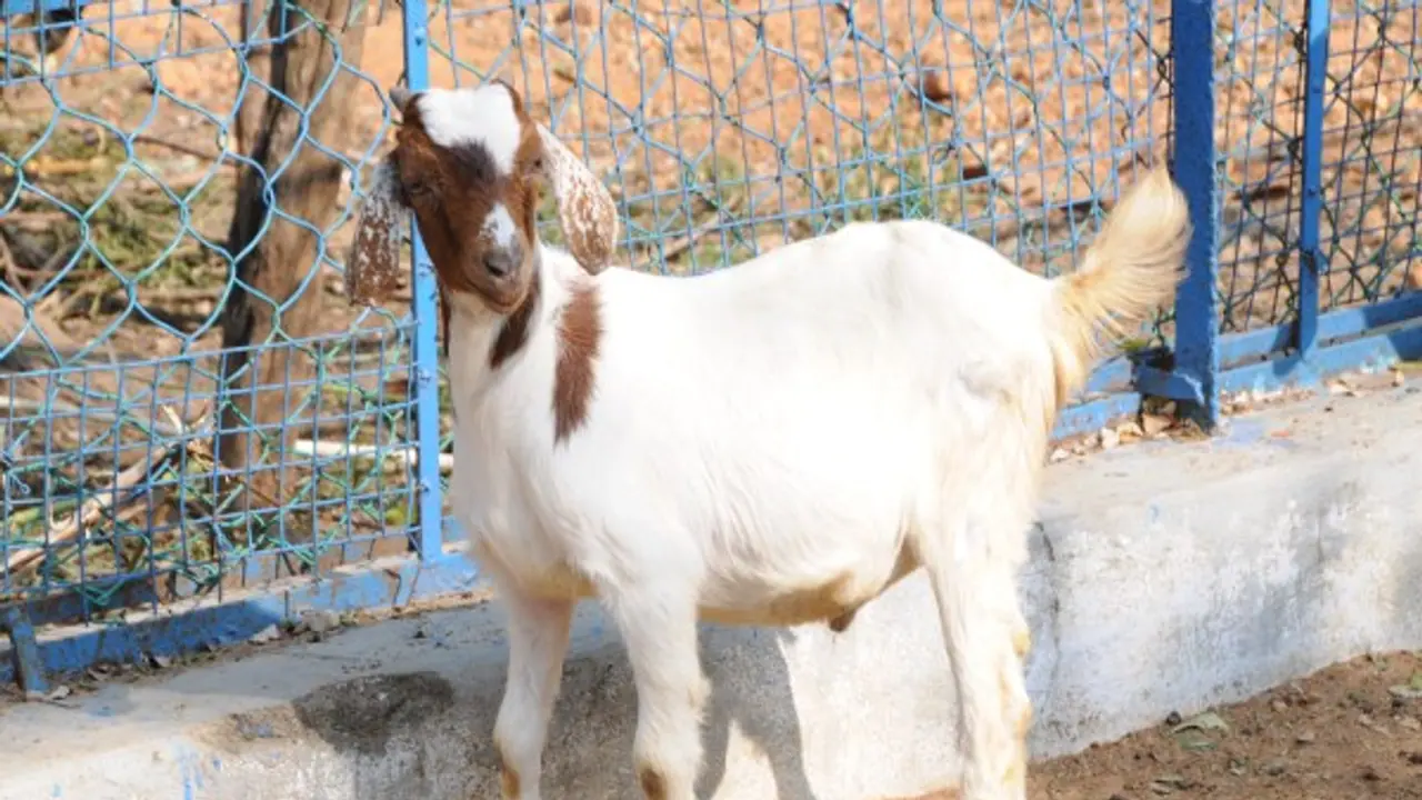 வெள்ளாடு வளர்ப்பில் பால் உற்பத்தியை பெருக்க தீவனம் கொடுக்க வேண்டிய முறை இதோ... வெள்ளாடு வளர்ப்பில் பால் உற்பத்தியை பெருக்க தீவனம் கொடுக்க வேண்டிய முறை இதோ...