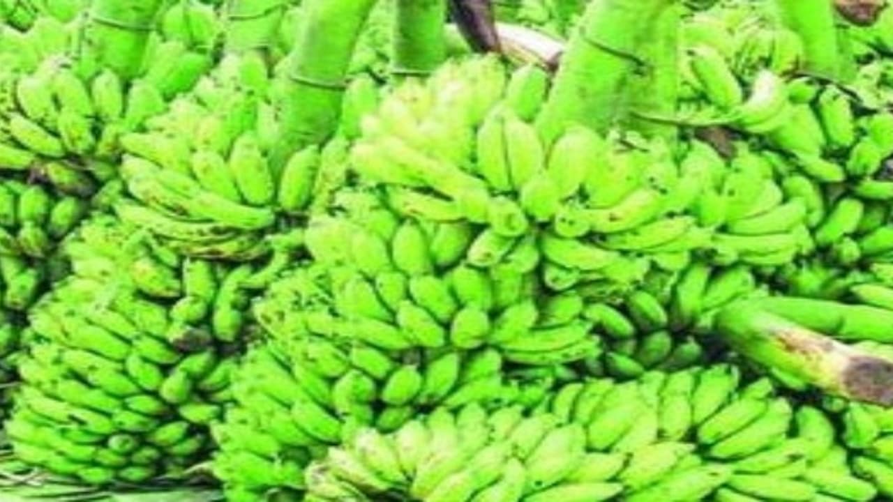 இலைப்புள்ளி நோயால் வாழை மகசூல் பாதிப்பா? இதோ தடுக்க வழிகள்… இலைப்புள்ளி நோயால் வாழை மகசூல் பாதிப்பா? இதோ தடுக்க வழிகள்…