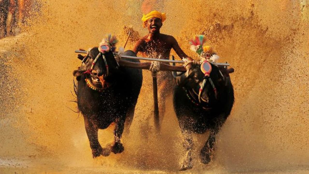 ಮಂಗಳೂರು: ಕಂಬಳ ವೇಳಾಪಟ್ಟಿ ಪ್ರಕಟ ಮಂಗಳೂರು: ಕಂಬಳ ವೇಳಾಪಟ್ಟಿ ಪ್ರಕಟ