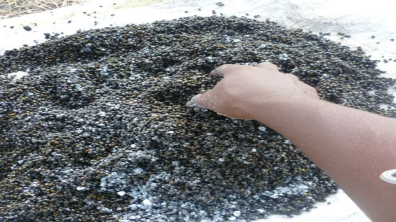 மானாவாரி நிலங்களில் கூடுதல் மகசூல் கிடைக்க என்ன பண்ணலாம்… மானாவாரி நிலங்களில் கூடுதல் மகசூல் கிடைக்க என்ன பண்ணலாம்…