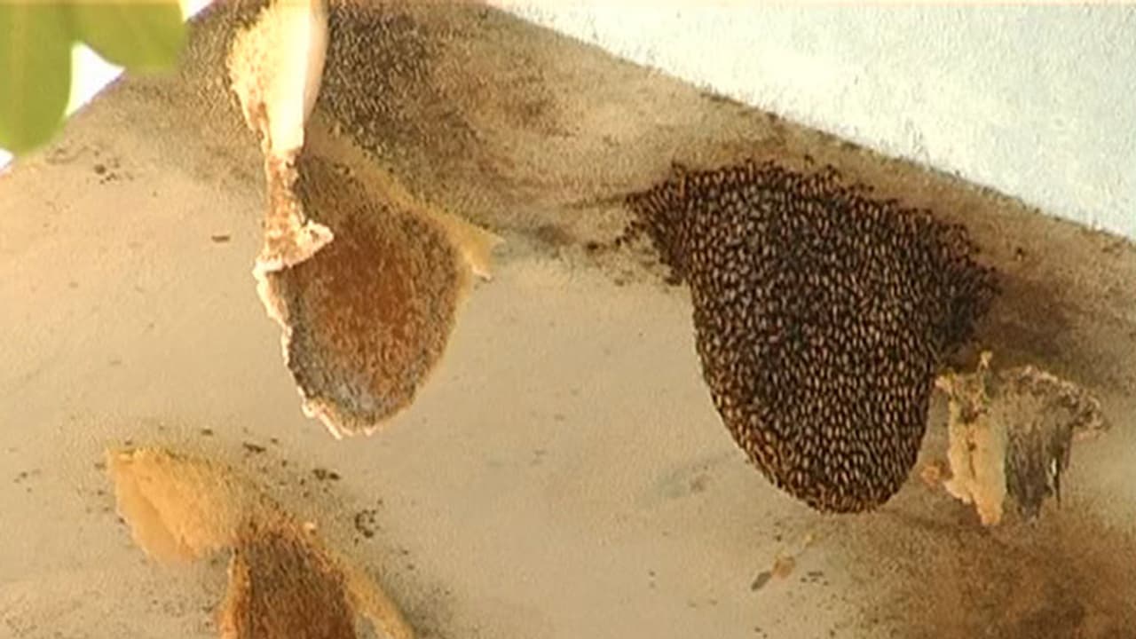 മന്ത്രിയെ തേനീച്ചക്കൂട്ടം ഓടിച്ചിട്ടു കുത്തി മന്ത്രിയെ തേനീച്ചക്കൂട്ടം ഓടിച്ചിട്ടു കുത്തി