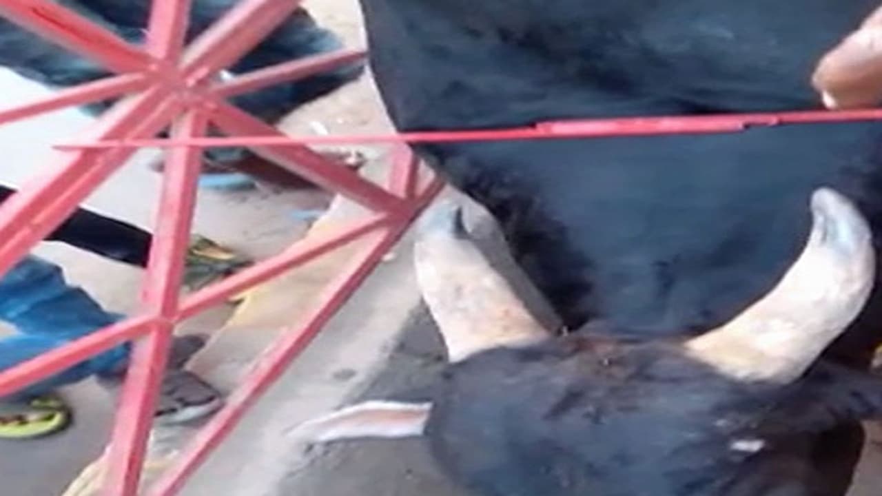 ಡಿವೈಡರ್ ಗ್ರಿಲ್`ಗೆ ತಲೆ ಸಿಲುಕಿಸಿಕೊಂಡು ಗೂಳಿ ನರಳಾಟ