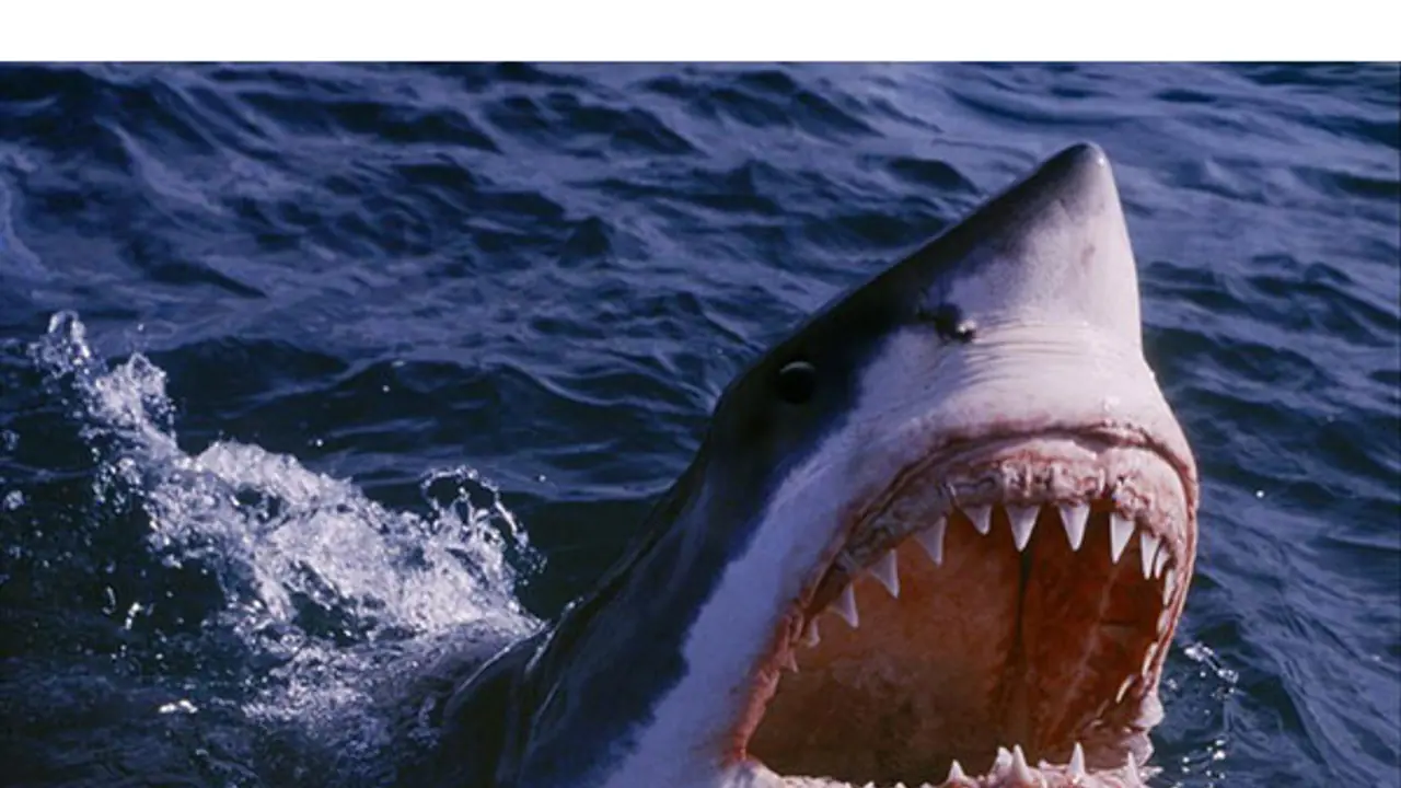 ఈజిప్టులో షార్క్ దాడి : రెడ్ సీలో రష్యన్ వ్యక్తిని చంపిన టైగర్ షార్క్.. (వీడియో) ఈజిప్టులో షార్క్ దాడి : రెడ్ సీలో రష్యన్ వ్యక్తిని చంపిన టైగర్ షార్క్.. (వీడియో)