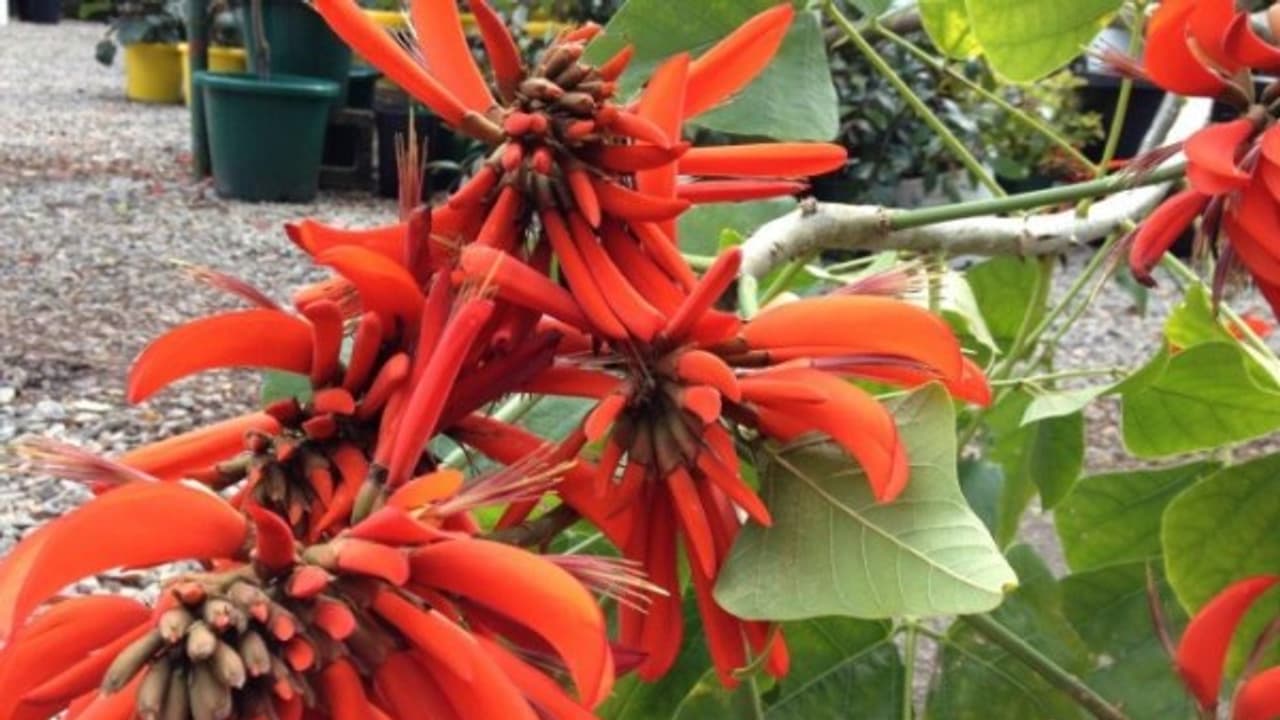 கல்யாண முருங்கையில் அடங்கியுள்ள மருத்துவ நன்மைகள் ஒரு பார்வை... கல்யாண முருங்கையில் அடங்கியுள்ள மருத்துவ நன்மைகள் ஒரு பார்வை...