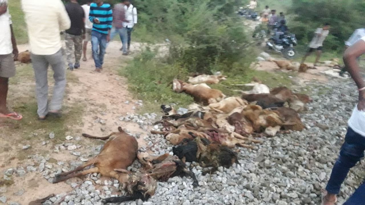 ಕಾರಟಗಿ ಬಳಿ ಬಸ್‌ ಹರಿದು 39 ಕುರಿಗಳ ಸಾವು