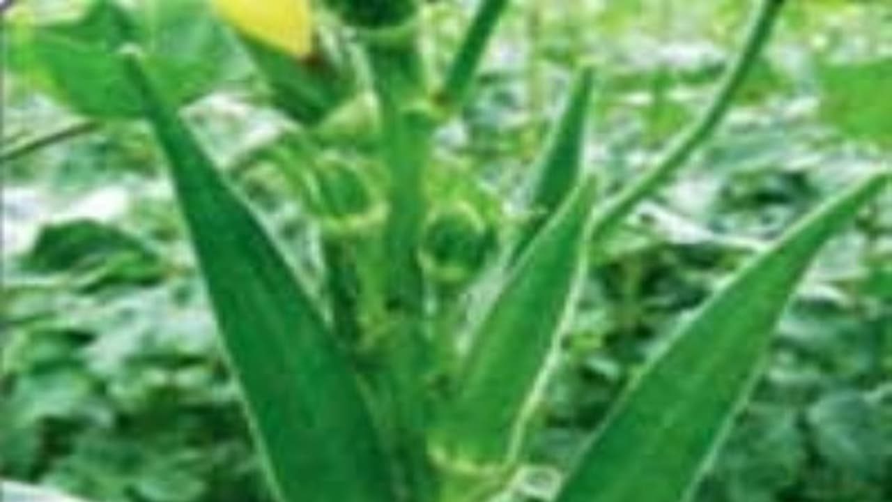 வெண்டையில் இருக்கு சில ரகங்களும், அவற்றில் மேற்கொள்ள வேண்டிய விதை நேர்த்திகளும்... வெண்டையில் இருக்கு சில ரகங்களும், அவற்றில் மேற்கொள்ள வேண்டிய விதை நேர்த்திகளும்...