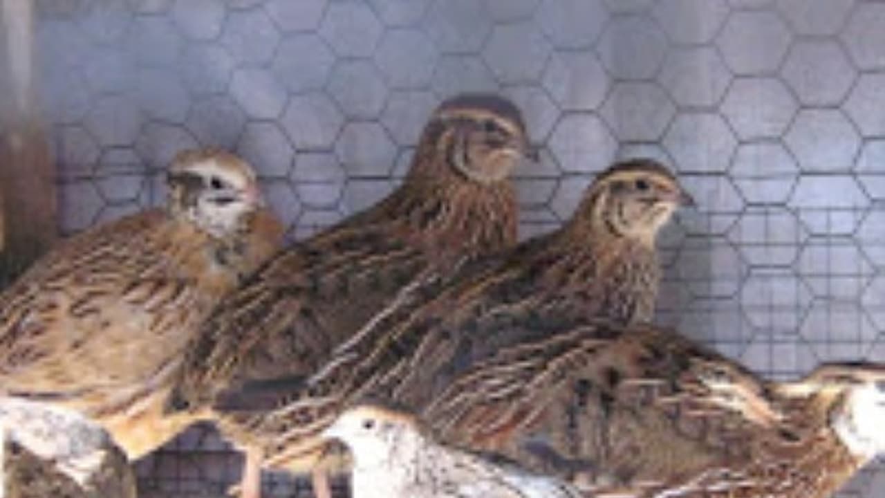 ஜப்பானிய காடை வளர்ப்பு முறை ஒரு முழு அலசல்... ஜப்பானிய காடை வளர்ப்பு முறை ஒரு முழு அலசல்...