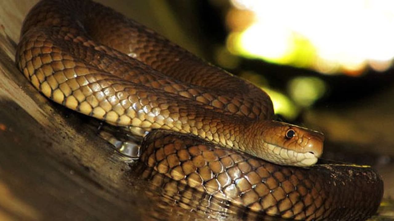 Snake chased by security guard bites 14 year old girl in Bengaluru Snake chased by security guard bites 14 year old girl in Bengaluru