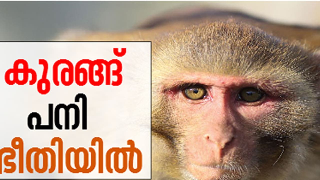 കാസർകോടും കുരങ്ങുപനി; വൈറസ് പടർത്തുന്ന ചെള്ളുകളുടെ സാന്നിധ്യം സ്ഥിരീകരിച്ചു കാസർകോടും കുരങ്ങുപനി; വൈറസ് പടർത്തുന്ന ചെള്ളുകളുടെ സാന്നിധ്യം സ്ഥിരീകരിച്ചു