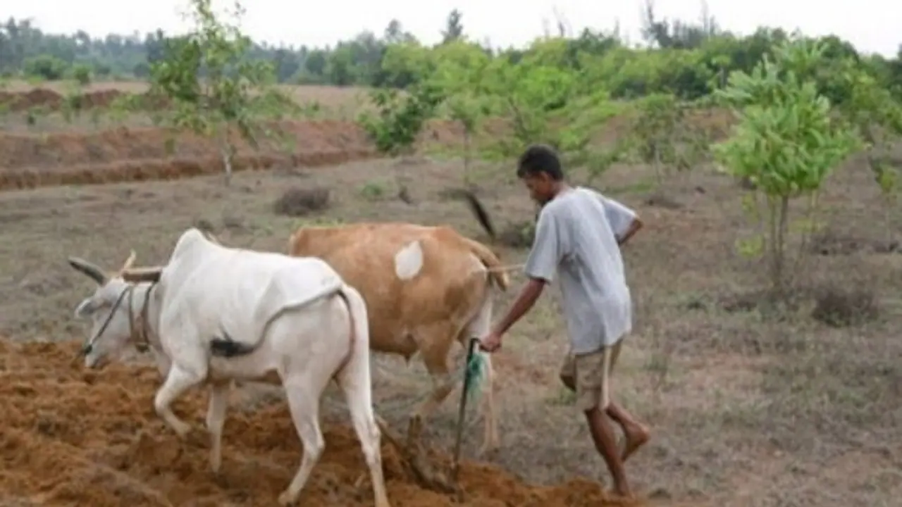 குறைவான உழவு முறையால் கிடைக்கும் நன்மைகள்ள் மற்றும் தீமைகள் ஒரு அலசல்… குறைவான உழவு முறையால் கிடைக்கும் நன்மைகள்ள் மற்றும் தீமைகள் ஒரு அலசல்…