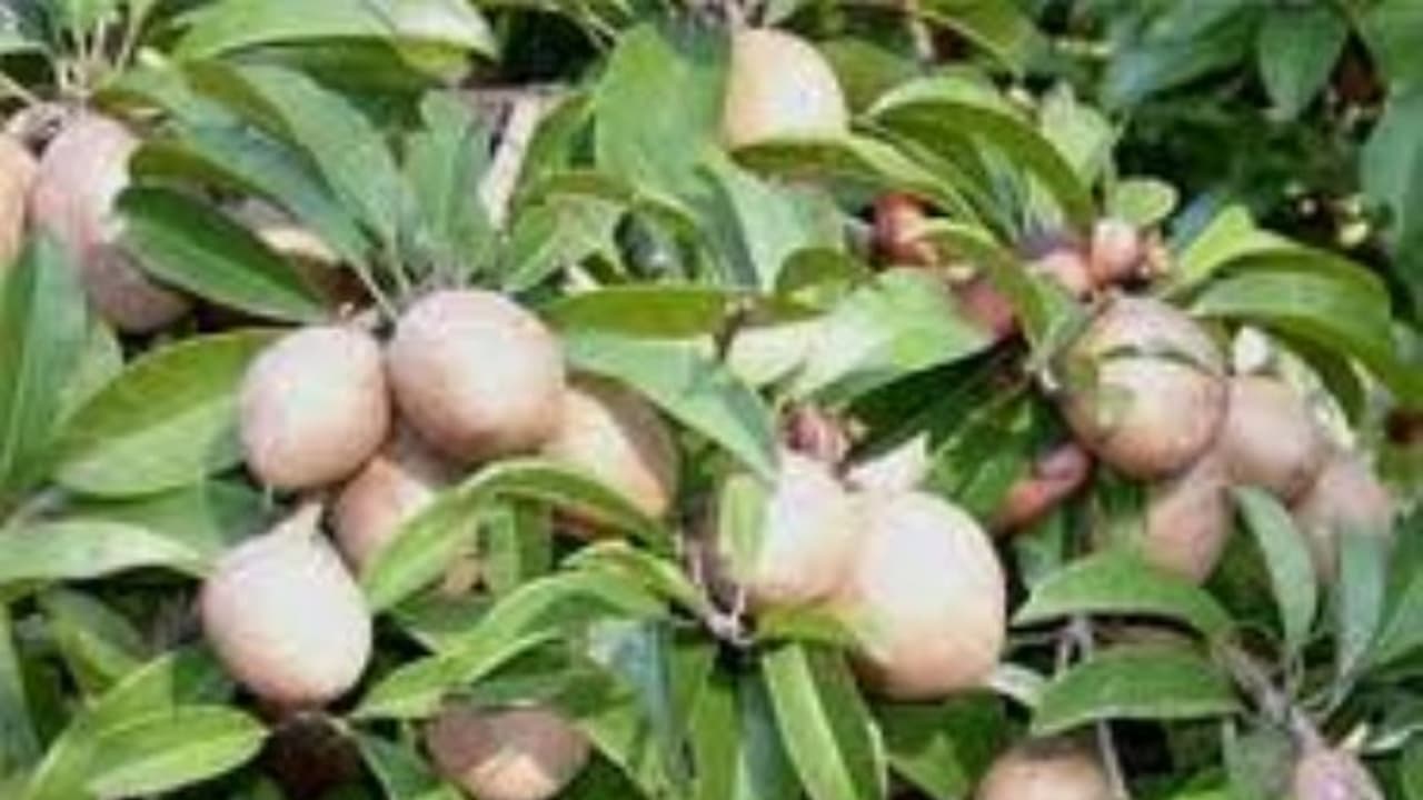 வறட்சியைத் தாங்கி வளரும் பழமான சப்போட்டா சாகுபடி செய்யும் வழிகள்… வறட்சியைத் தாங்கி வளரும் பழமான சப்போட்டா சாகுபடி செய்யும் வழிகள்…