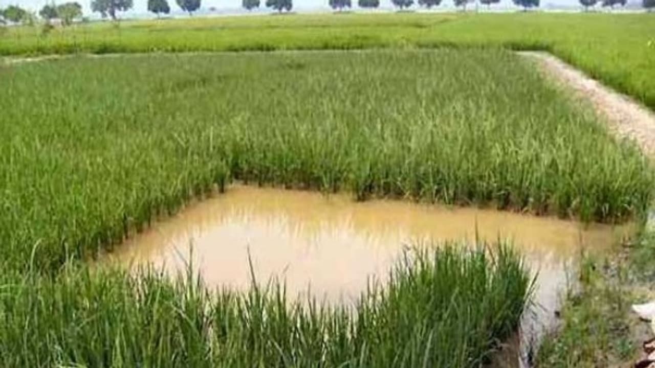 தோட்டக்கலை மற்றும் போக்களி நிலங்களில் மீன் வளர்க்கும் முறை பற்றி கேள்விப்பட்டதுண்டா? தோட்டக்கலை மற்றும் போக்களி நிலங்களில் மீன் வளர்க்கும் முறை பற்றி கேள்விப்பட்டதுண்டா?