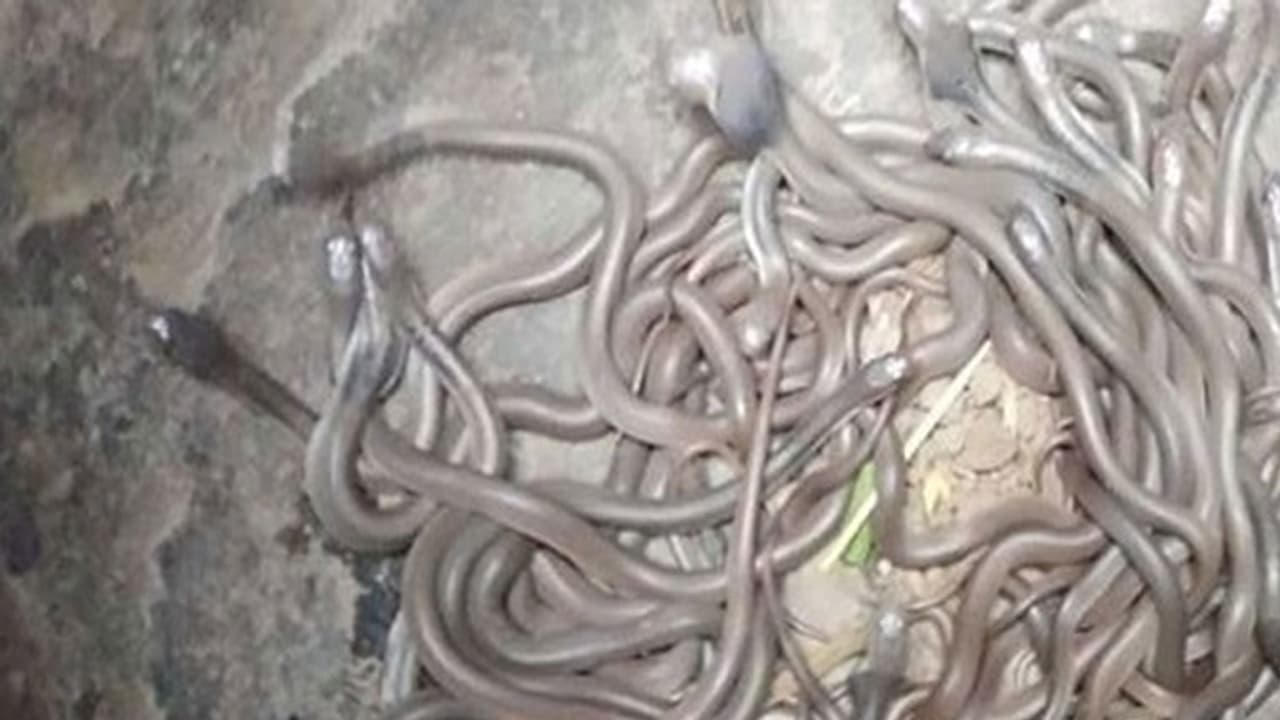 ചിതൽപ്പുറ്റ് പൊളിച്ചപ്പോൾ കണ്ടത് 110 മൂർഖൻ കുഞ്ഞുങ്ങൾ, 21 മുട്ടകൾ, 2 വലിയ മൂർഖൻ പാമ്പുകൾ ചിതൽപ്പുറ്റ് പൊളിച്ചപ്പോൾ കണ്ടത് 110 മൂർഖൻ കുഞ്ഞുങ്ങൾ, 21 മുട്ടകൾ, 2 വലിയ മൂർഖൻ പാമ്പുകൾ