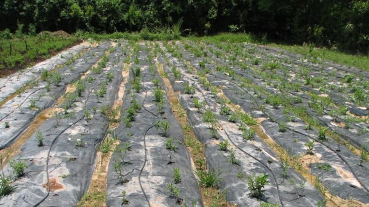 விவசாய நிலங்களில் களையை கட்டுப்படுத்த இதை செய்தாலே போதும்ங்க... விவசாய நிலங்களில் களையை கட்டுப்படுத்த இதை செய்தாலே போதும்ங்க...