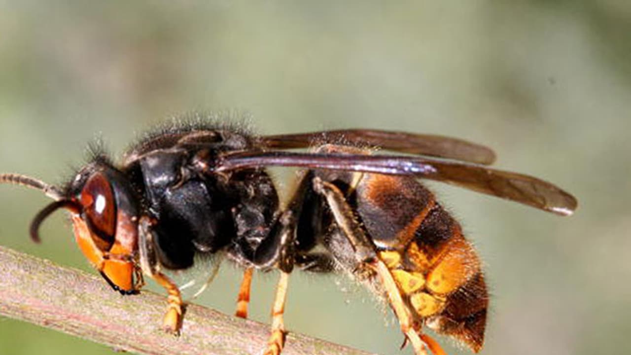 തൊഴിലുറപ്പ് ജോലിക്കിടെ കടന്നലിന്‍റെ കുത്തേറ്റ് വയോധികന് ദാരുണാന്ത്യം; 18 പേര്‍ക്ക് പരിക്ക്
