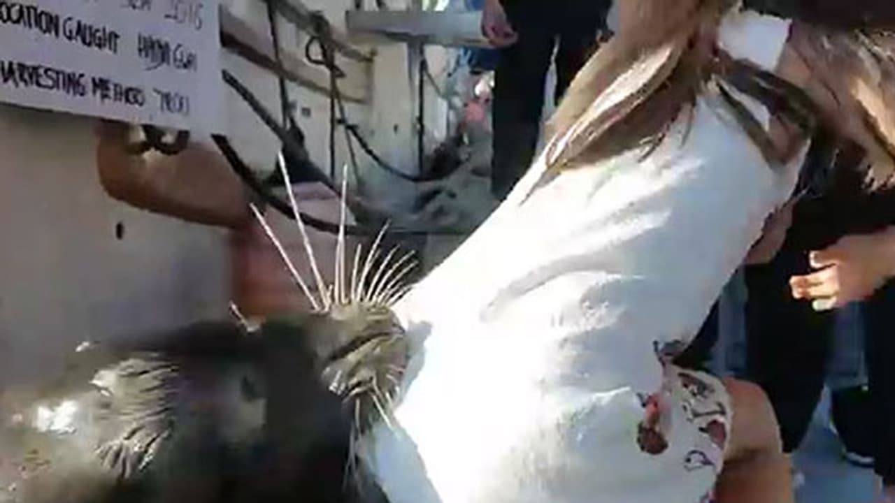 കടല്‍ സിംഹത്തിന്‍റെ പരാക്രമം യുവതിയോട്