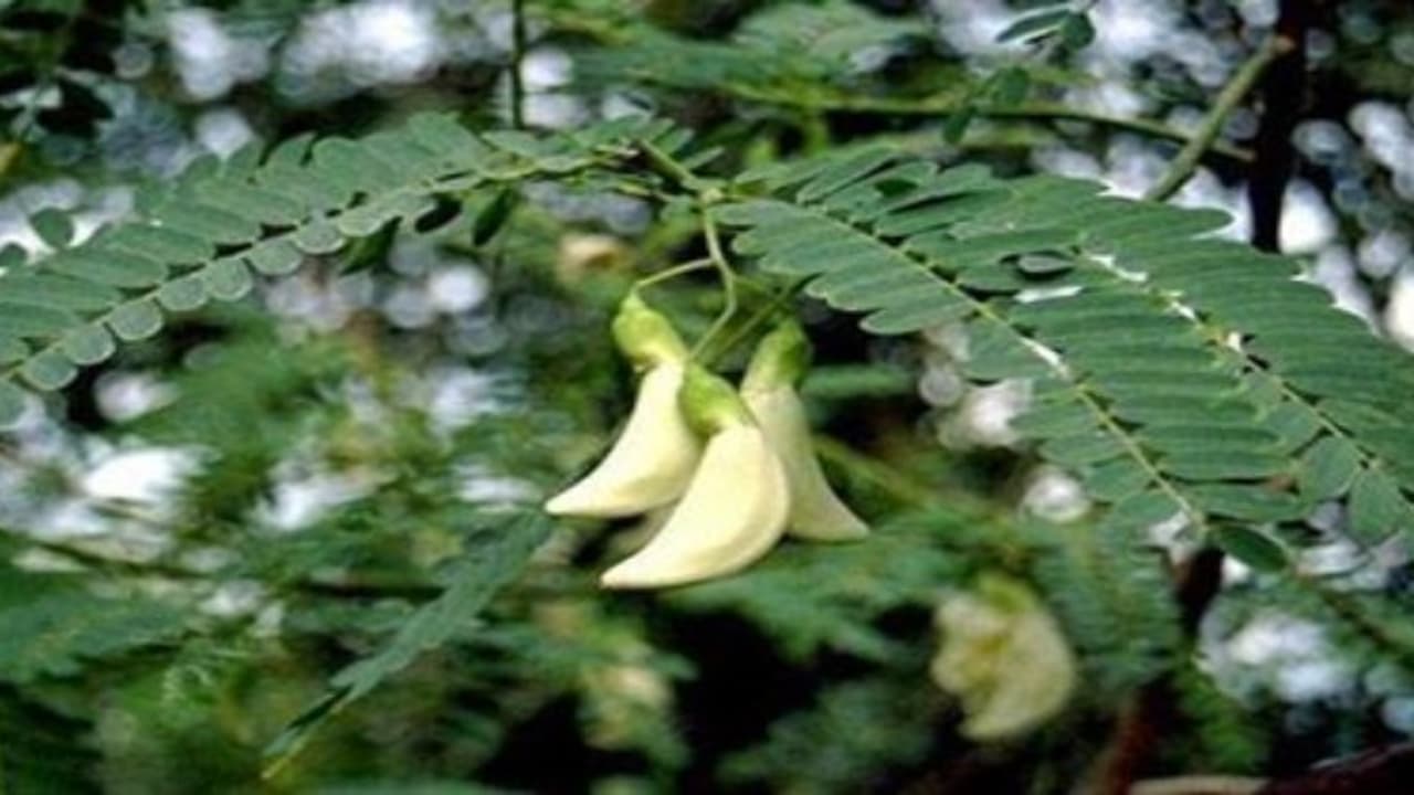 இந்த ஐந்து பலனை அடைய நீங்க அகத்திக் கீரையைச் சாப்பிடனும்… இந்த ஐந்து பலனை அடைய நீங்க அகத்திக் கீரையைச் சாப்பிடனும்…