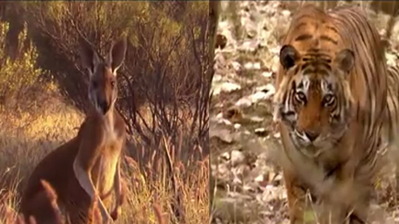 (Video)ಭಾರತ VS ಆಸ್ಟ್ರೇಲಿಯಾ ಸರಣಿಗೆ ಸೂಪರ್ ಪ್ರೋಮೋ: ಪ್ರೋಮೋ ನೋಡಿಯೇ ವೀಕ್ಷಕ ಫಿದಾ (Video)ಭಾರತ VS ಆಸ್ಟ್ರೇಲಿಯಾ ಸರಣಿಗೆ ಸೂಪರ್ ಪ್ರೋಮೋ: ಪ್ರೋಮೋ ನೋಡಿಯೇ ವೀಕ್ಷಕ ಫಿದಾ