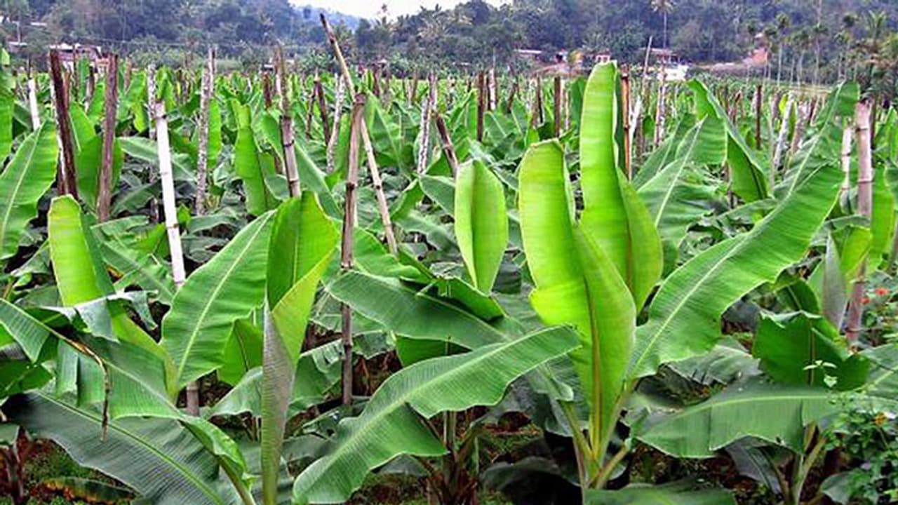 വയനാട്ടിലെ വയലുകളില് വാഴക്കൃഷി വ്യാപിക്കുന്നു വയനാട്ടിലെ വയലുകളില് വാഴക്കൃഷി വ്യാപിക്കുന്നു