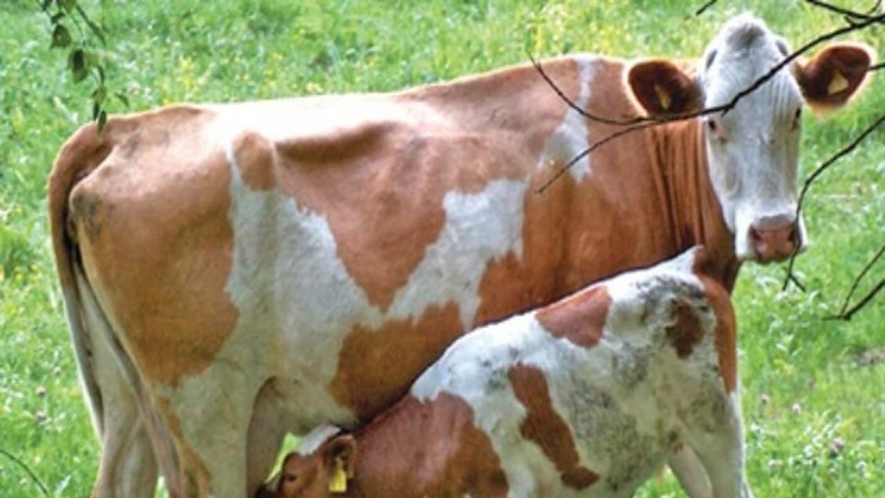 சினைப் பருவத்தின்போது மாடுகளுக்கு ஏற்படும் பாதிப்புகளும், அவற்றிற்கான தீர்வுகளும்… சினைப் பருவத்தின்போது மாடுகளுக்கு ஏற்படும் பாதிப்புகளும், அவற்றிற்கான தீர்வுகளும்…