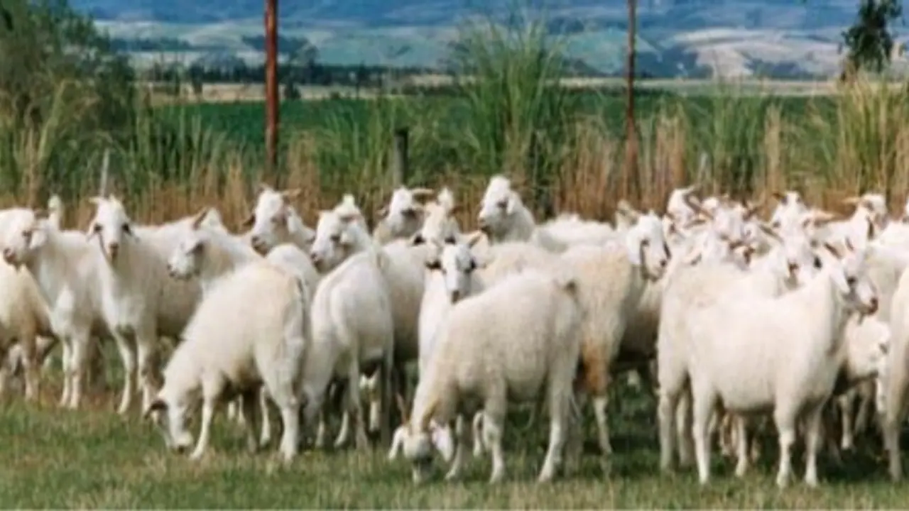 பண்ணைகளுக்கு ஏற்ற வெள்ளாட்டு இனங்கள்; வளர்த்து நல்ல லாபம் பாருங்க… பண்ணைகளுக்கு ஏற்ற வெள்ளாட்டு இனங்கள்; வளர்த்து நல்ல லாபம் பாருங்க…