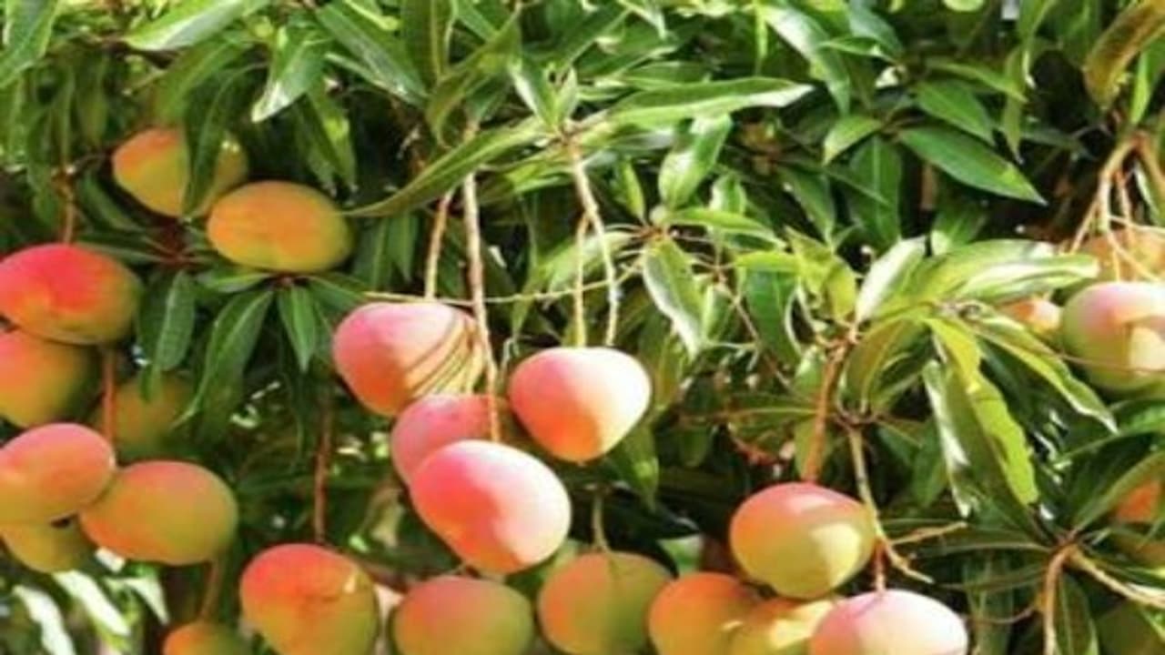 இந்த முறையைப் பயன்படுத்தி தண்டு துளைப்பான் பூச்சியைக் கட்டுப்படுத்தும் மருந்து தயாரிக்கலாம்... இந்த முறையைப் பயன்படுத்தி தண்டு துளைப்பான் பூச்சியைக் கட்டுப்படுத்தும் மருந்து தயாரிக்கலாம்...