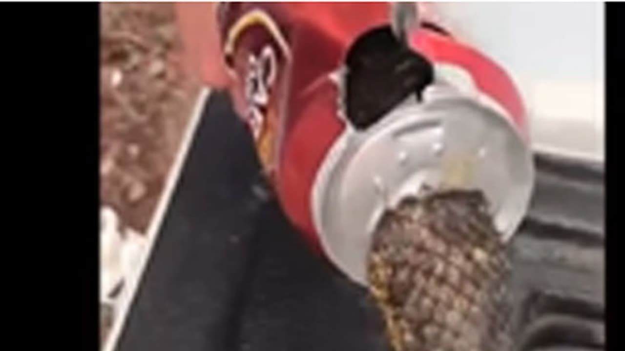 ബിയര് കാനിനുള്ളില് തലകുടുങ്ങിയ പാമ്പ് വീഡിയോ ബിയര് കാനിനുള്ളില് തലകുടുങ്ങിയ പാമ്പ് വീഡിയോ