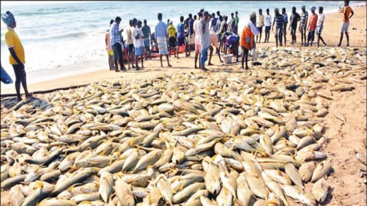 டன் கணக்கில் மொத்தமாக சிக்கிய மீன்கள்; பெரும் மகிழ்ச்சியில் மீனவர்கள்; மதிப்பு ரூ.6 இலட்சமாம்... டன் கணக்கில் மொத்தமாக சிக்கிய மீன்கள்; பெரும் மகிழ்ச்சியில் மீனவர்கள்; மதிப்பு ரூ.6 இலட்சமாம்...