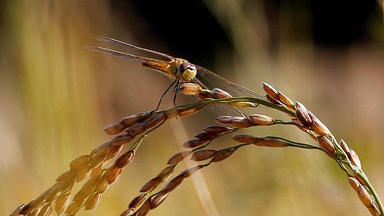 ഐശ്വര്യത്തിന്റെയും സമൃദ്ധിയുടെയും ചിങ്ങം മാസം ; കൂടുതലറിയാം 