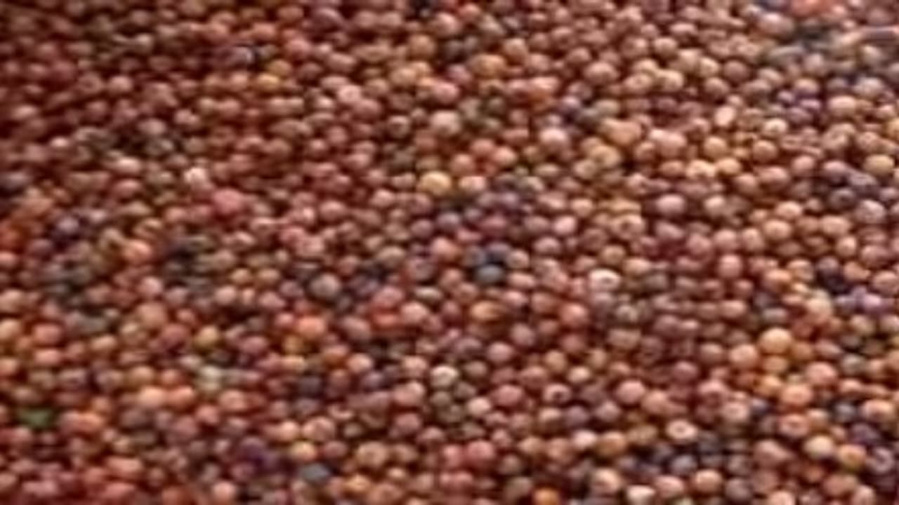 உங்களுக்குத் தெரியுமா? பாலில் உள்ள கால்சியத்தை விட கேழ்வரகில் அதிக கால்சியம் இருக்கு… உங்களுக்குத் தெரியுமா? பாலில் உள்ள கால்சியத்தை விட கேழ்வரகில் அதிக கால்சியம் இருக்கு…