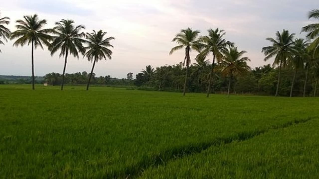 இயற்கை முறை நெல் சாகுபடியே பிரதானமானது? ஏன் இயற்கை முறை நெல் சாகுபடியே பிரதானமானது? ஏன்