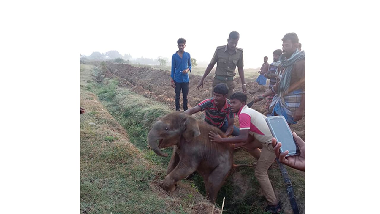 ಕಾಲುವೆ ಬಿದ್ದ ಆನೆ ಮರಿಯನ್ನು ರಕ್ಷಿಸಿದ ಅರಣ್ಯ ಸಿಬ್ಬಂದಿ ಕಾಲುವೆ ಬಿದ್ದ ಆನೆ ಮರಿಯನ್ನು ರಕ್ಷಿಸಿದ ಅರಣ್ಯ ಸಿಬ್ಬಂದಿ