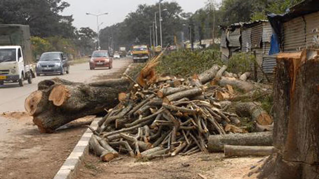BBMP goes smart, uses divide and cut tree policy for signal free corridor BBMP goes smart, uses divide and cut tree policy for signal free corridor