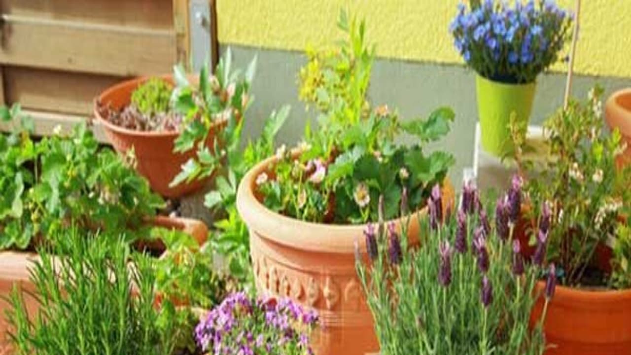 அனைத்து நோய்களுக்கும் மருந்து உங்கள் வீட்டிலேயே கிடைக்கும். இந்த மாதிரியான மூலிகை செடிகள் வளர்த்தால்... அனைத்து நோய்களுக்கும் மருந்து உங்கள் வீட்டிலேயே கிடைக்கும். இந்த மாதிரியான மூலிகை செடிகள் வளர்த்தால்...