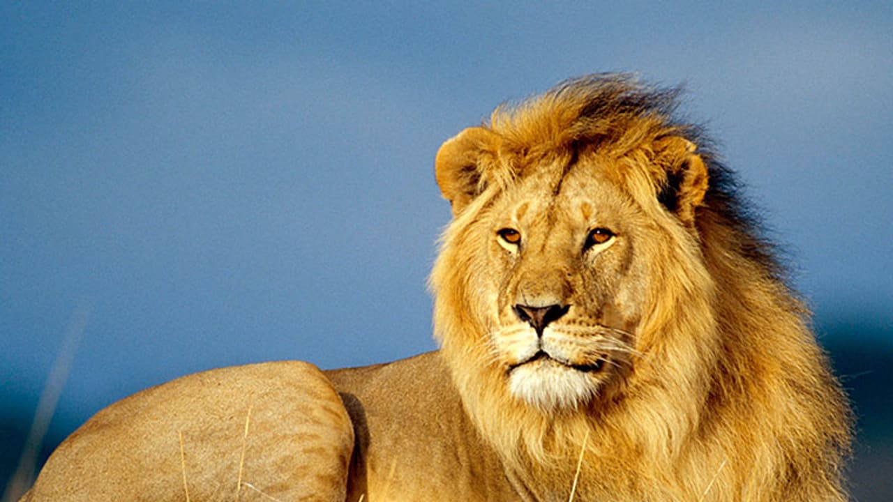 യോഗി ആദിത്യനാഥിന്‍റെ ബീഫ് നിരോധനം പട്ടിണിയിലാക്കിയ ഉത്തര്‍ പ്രദേശ് സിഹം !