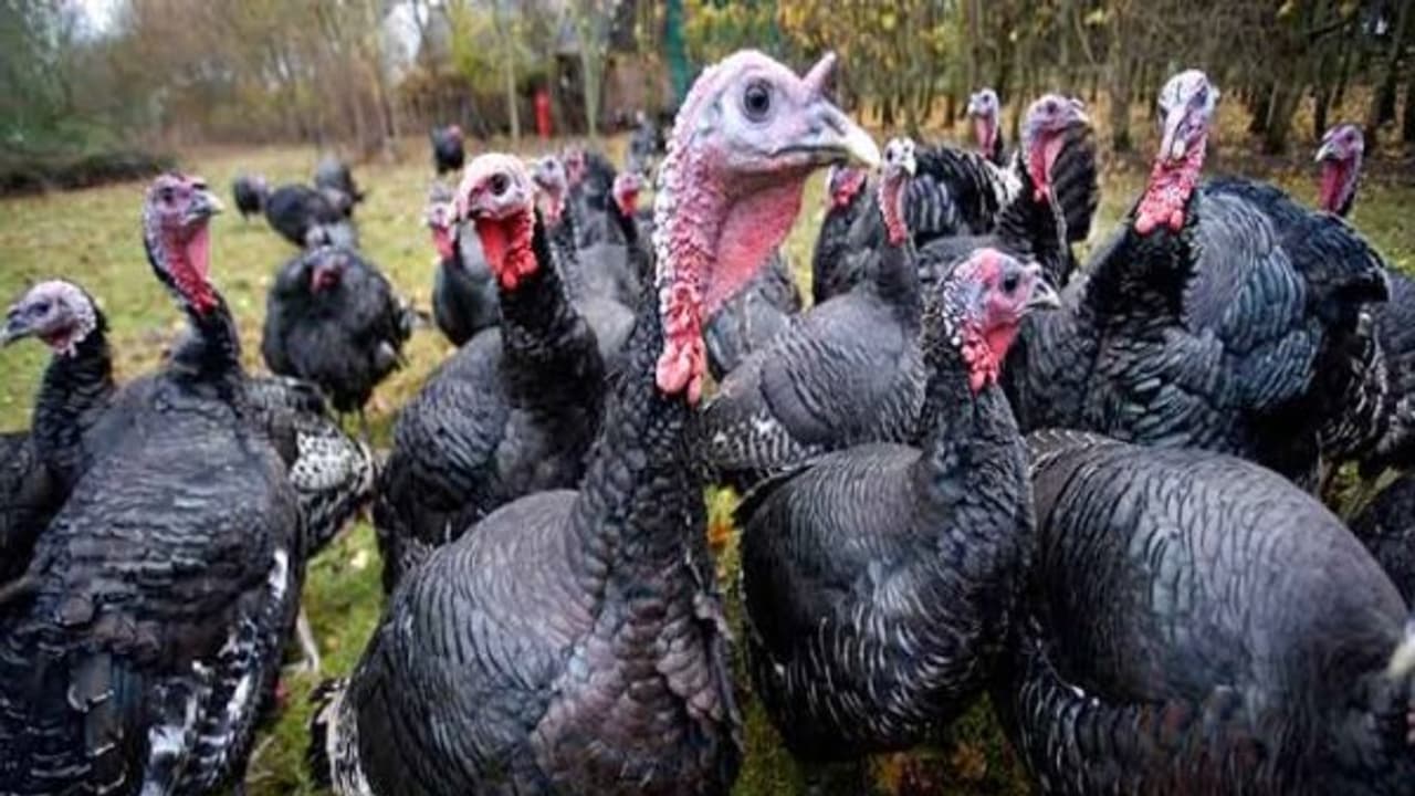 வான்கோழிகளுக்கு திறந்தவெளியில் தீவனம் அளிக்க ஒரு வரைமுறை இருக்கு... வான்கோழிகளுக்கு திறந்தவெளியில் தீவனம் அளிக்க ஒரு வரைமுறை இருக்கு...