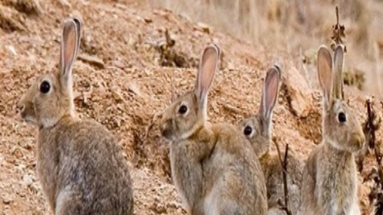 முயல்கள் எத்தனை குட்டிகள் வரை ஈனும் தெரியுமா? முயல்கள் எத்தனை குட்டிகள் வரை ஈனும் தெரியுமா?