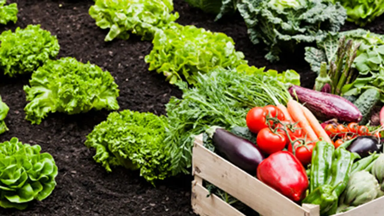 Why friendships are akin to growing a garden Why friendships are akin to growing a garden