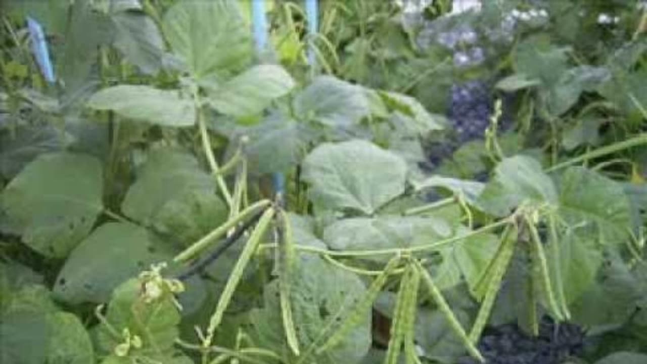 பயறு வகை பயிர்களில் முக்கியமான பயிரான பாசிப்பயறை இப்படிதான் விளைவிக்கணும்… பயறு வகை பயிர்களில் முக்கியமான பயிரான பாசிப்பயறை இப்படிதான் விளைவிக்கணும்…