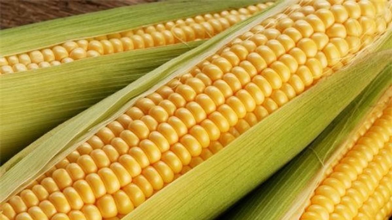 இந்த குறைப்பாட்டை போக்கும் சக்தி சோளத்திற்கு உண்டு... இந்த குறைப்பாட்டை போக்கும் சக்தி சோளத்திற்கு உண்டு...