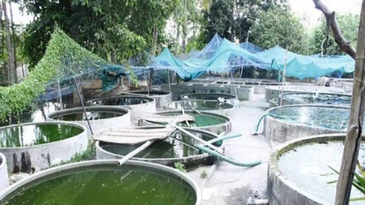 கெண்டை மீன் வளர்ப்பு முறையில் எவ்வளவு இனங்கள் இருக்கு? தெரிஞ்சுக்க இதை வாசிங்க...