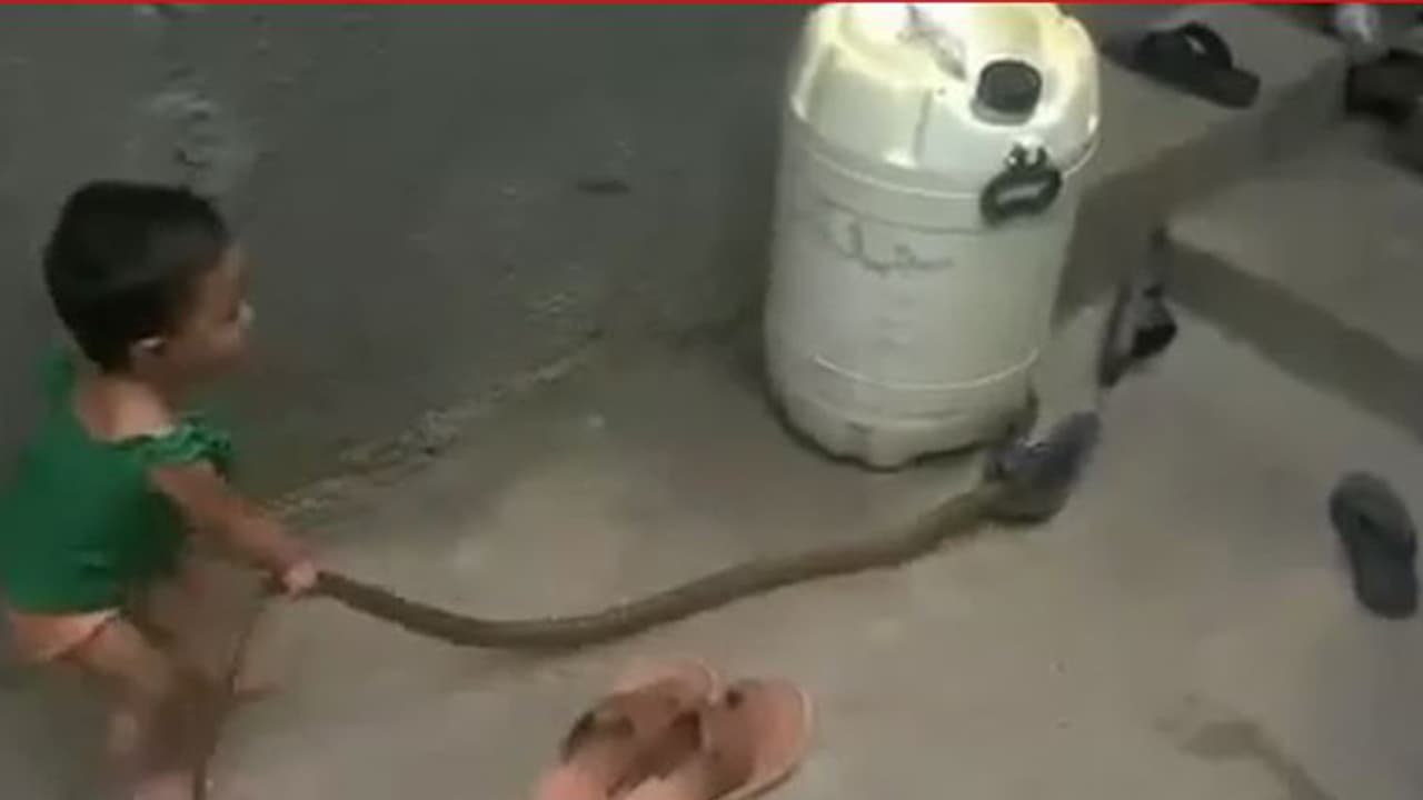 (ವಿಡಿಯೋ)ಹಾವಿನ ಜೊತೆ ಪುಟಾಣಿಯ ಸರಸ (ವಿಡಿಯೋ)ಹಾವಿನ ಜೊತೆ ಪುಟಾಣಿಯ ಸರಸ