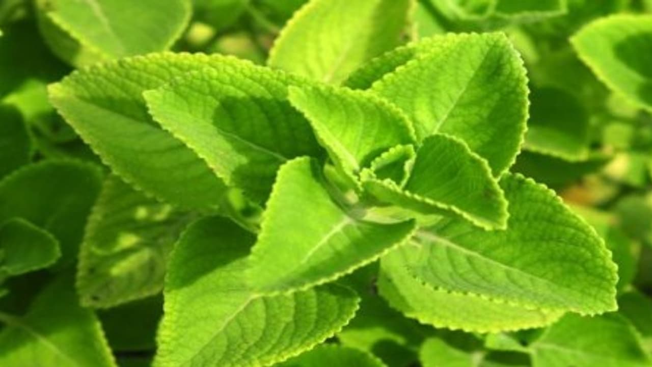 கற்பூரவள்ளியில் எவ்வளவு விசயம் இருக்குனு தெரிஞ்சுக்குங்க… கற்பூரவள்ளியில் எவ்வளவு விசயம் இருக்குனு தெரிஞ்சுக்குங்க…