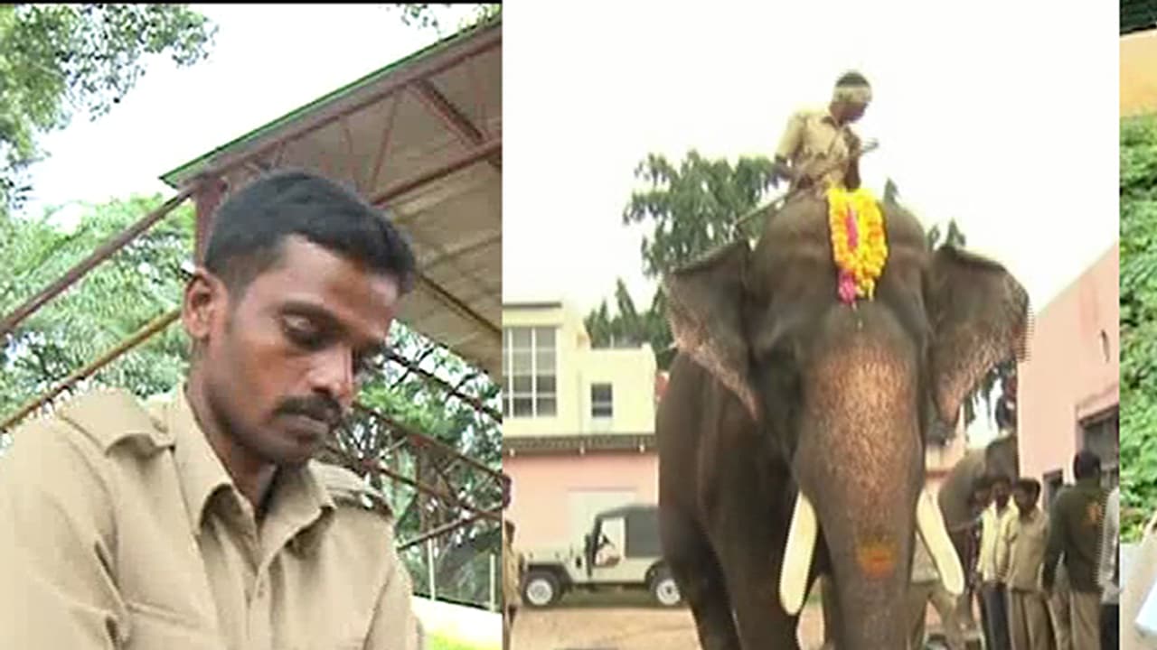 ಜಂಬುಸವಾರಿ ಸಾರಥಿ ವಿಚಾರದಲ್ಲೂ ಪಾಲಿಟಿಕ್ಸ್: ಮಾವುತರ ಮೇಲಾಟದಲ್ಲಿ ಒಬ್ಬಂಟಿಯಾದ ಅರ್ಜುನ ಜಂಬುಸವಾರಿ ಸಾರಥಿ ವಿಚಾರದಲ್ಲೂ ಪಾಲಿಟಿಕ್ಸ್: ಮಾವುತರ ಮೇಲಾಟದಲ್ಲಿ ಒಬ್ಬಂಟಿಯಾದ ಅರ್ಜುನ