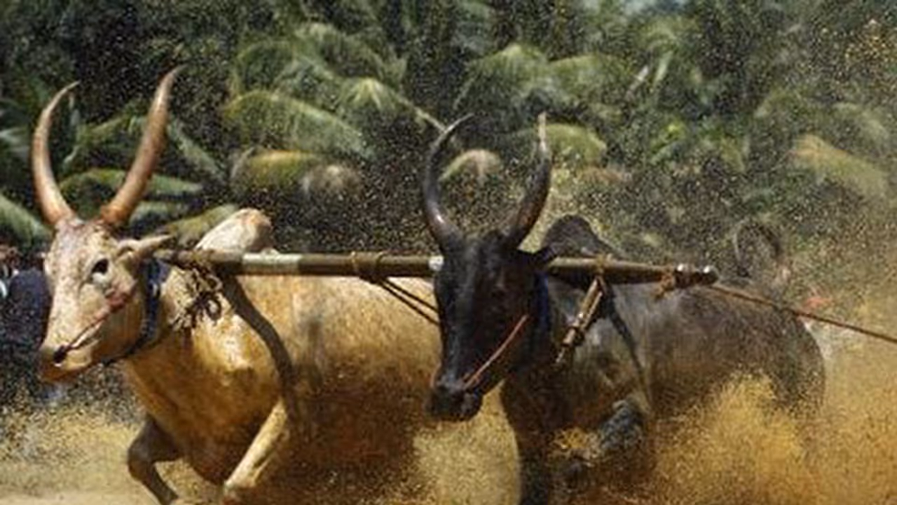 Taking cue from Jallikkattu stir, Kerala village stands up for bull race Taking cue from Jallikkattu stir, Kerala village stands up for bull race