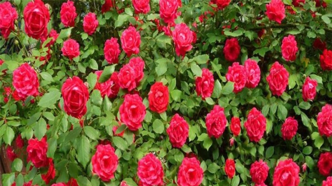 ரோஜா செடியில் நல்ல வளர்ச்சியைக் காண வேண்டுமா? இதோ டிப்ஸ்… ரோஜா செடியில் நல்ல வளர்ச்சியைக் காண வேண்டுமா? இதோ டிப்ஸ்…