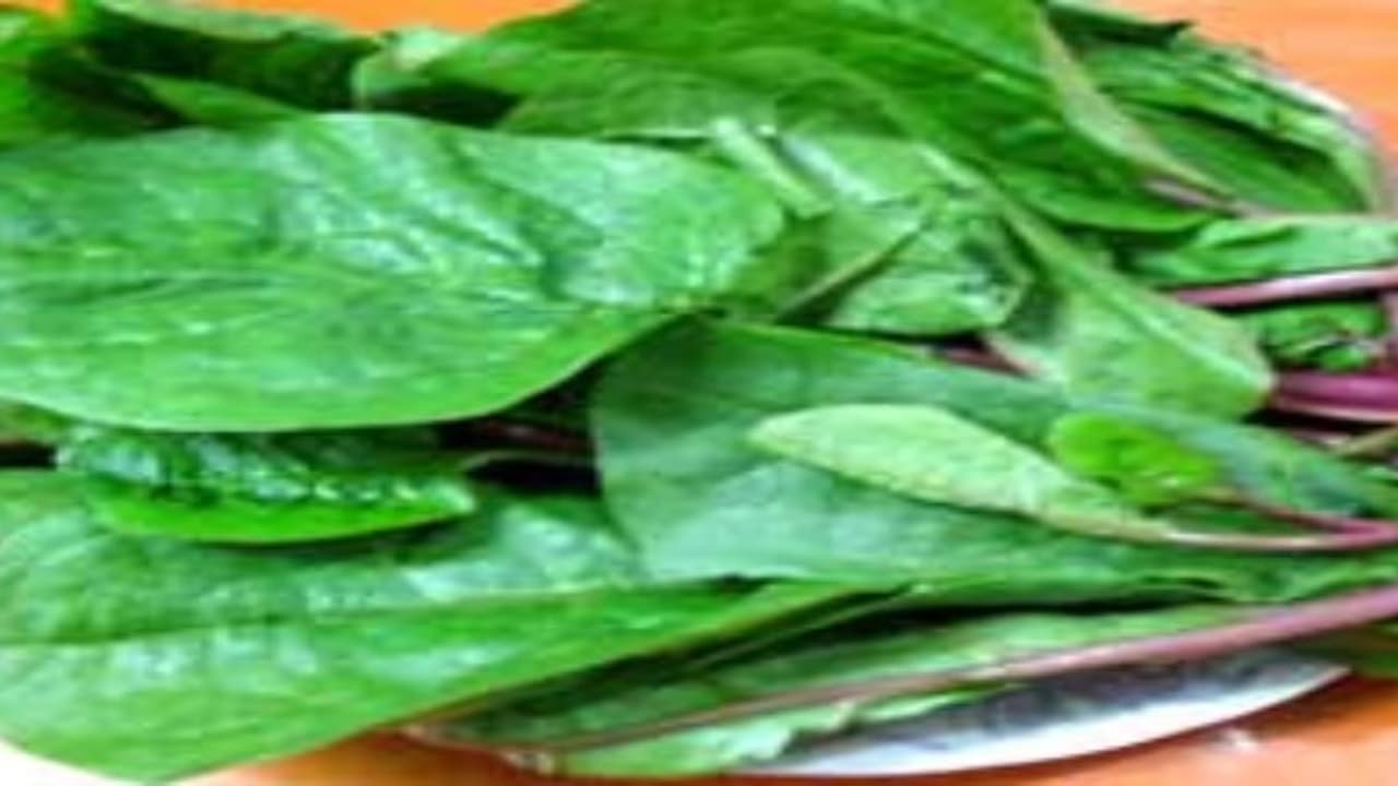 நீங்கள் தெரிந்து கொள்ளவேண்டிய பசலைக்கீரையின் மருத்துவ பயன்கள்… நீங்கள் தெரிந்து கொள்ளவேண்டிய பசலைக்கீரையின் மருத்துவ பயன்கள்…